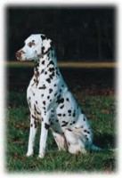 /album/galleria-fotografica/images-18-jpg/